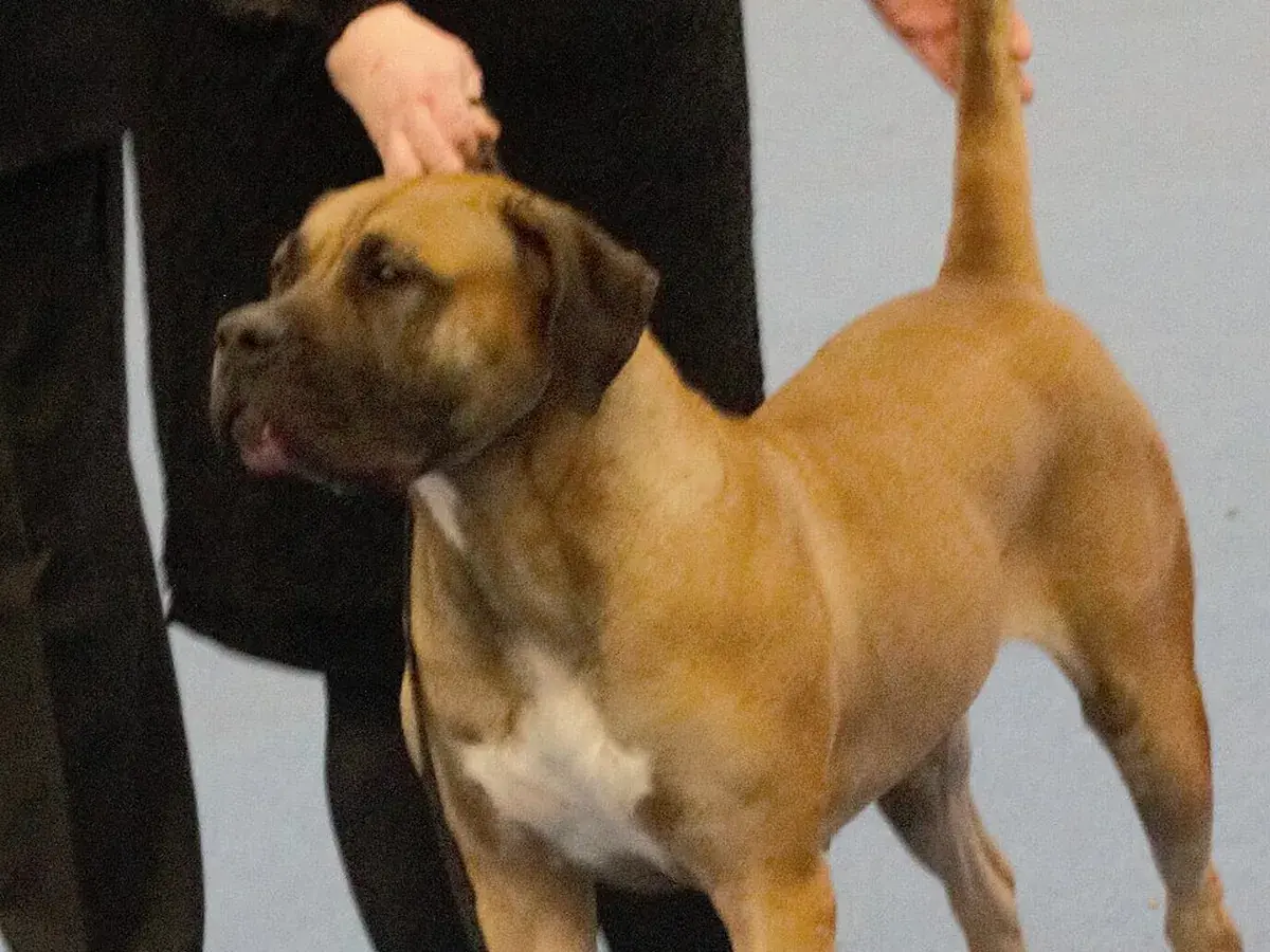 Presa Canario 견종 사진