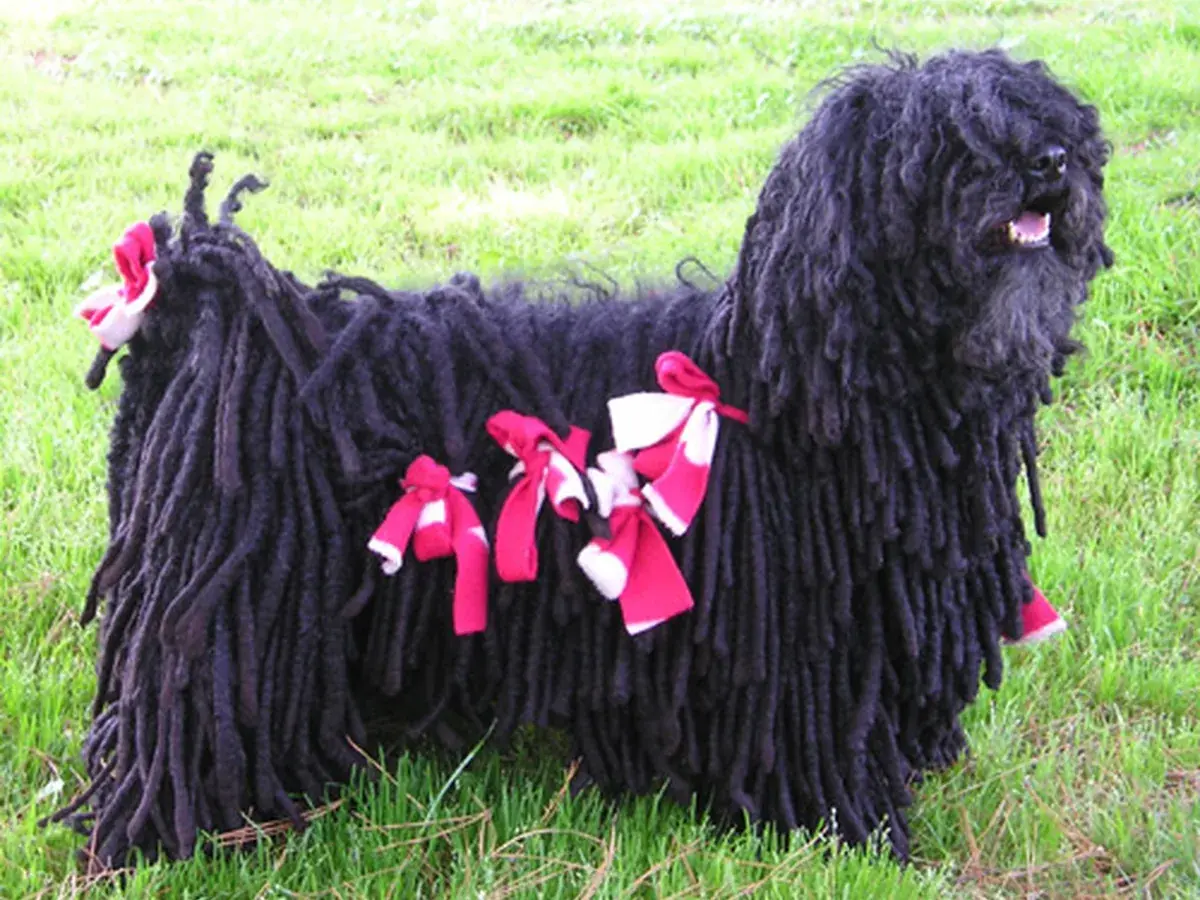 Puli 견종 사진