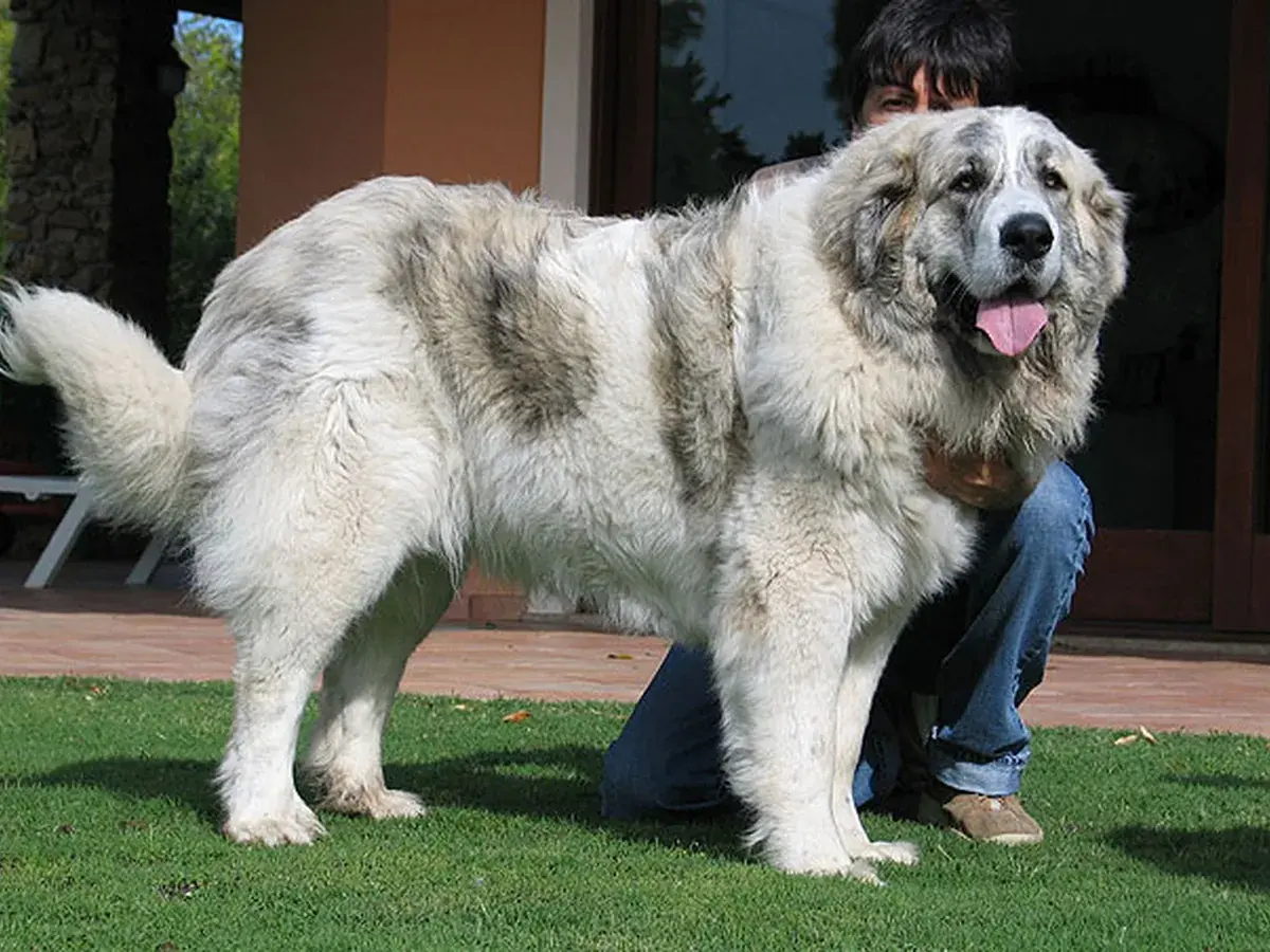Pyrenean Mastiff 견종 사진
