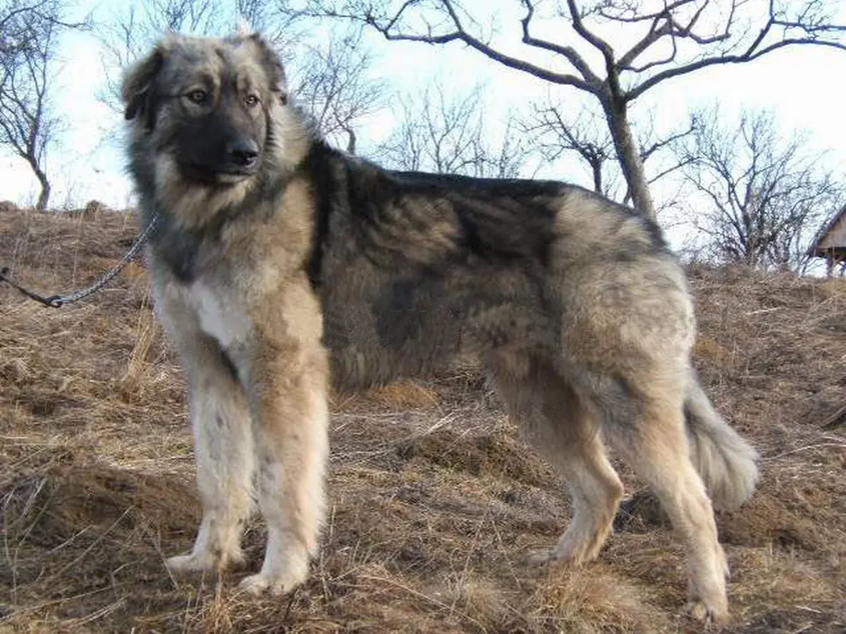 Romanian Carpathian Shepherd 견종 사진