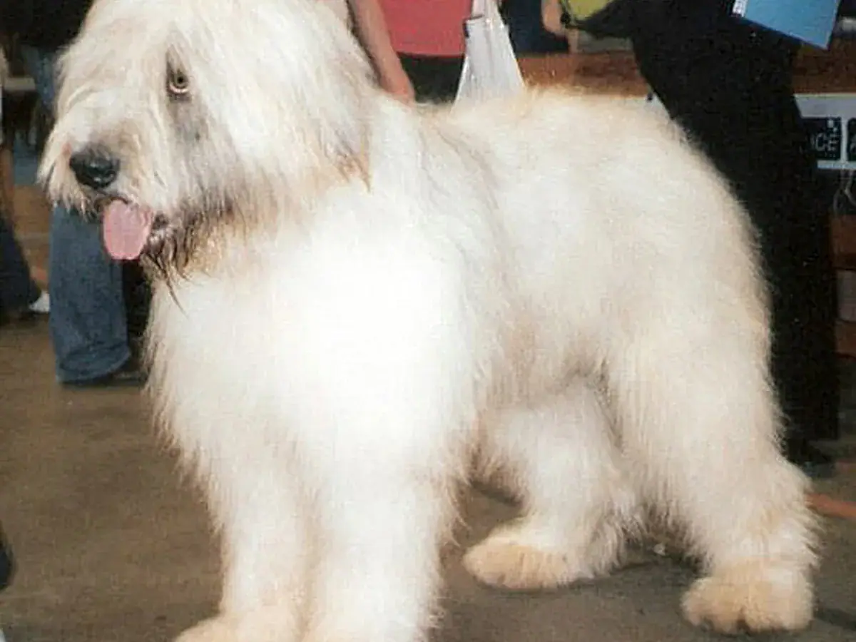 Romanian Mioritic Shepherd Dog 견종 사진